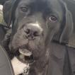 Watson, Cane Corso