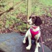 Meg, Springer spaniel inglés