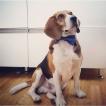 Lucky, Beagle