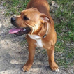 olaff, Staffordshire Bull Terrier
