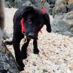 Pedro, Beauceron