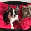 Obélix, Bulldog Francés