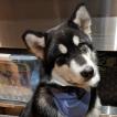 Lobo, Malamute De Alaska