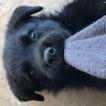 Orso, Rottweiler