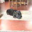 Iron, Staffordshire Bullterrier