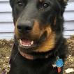 Lily, Beauceron