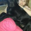 Nascha, Labrador Retriever