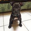 Tyson, Staffordshire Bull Terrier