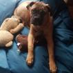 Ohm, Bullmastiff