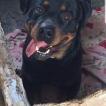 Betty, Rottweiler