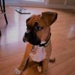 Zeko, Boxer