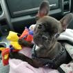 Indy, Boston Terrier