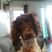 Opale, Springer spaniel inglés