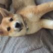 PIXIE, Shiba Inu Japonés