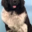 Oreo, Landseer