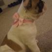 Luna, Bulldog Francés