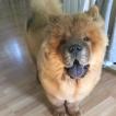 Akilles, Chow Chow