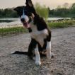 Oslo, Border Collie