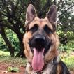Dusky, Perro Pastor Alemán