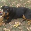 Narla, Rottweiler