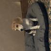 Oseille, Beagle