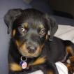 Gunther, Rottweiler
