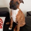paco, Staffordshire Bull Terrier