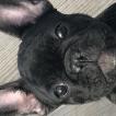 Paris, Bulldog Francés