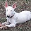 Oxie, Bull Terrier