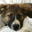 ponch, Border Collie