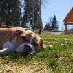 Dexter, Bulldog americano