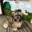 Pinceau, Shih Tzu