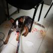 Mafalda, Perro australiano del ganado
