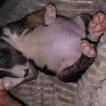 Ice, Bull Terrier