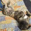 OPAK, Presa canario