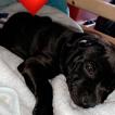 Lumia, Staffordshire Bull Terrier
