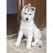 Naya, Husky Siberiano
