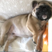 Leo, Bulldog Francés