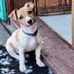 Pitchi, Parson Jack Russell Terrier (De Pelaje Corto - Suave)