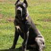 Drago, Cane Corso