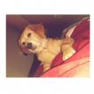 Molly, Golden Retriever