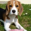 Oly, Beagle