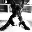 Schatzi, Bulldog Francés