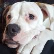 Maximus, Bulldog americano