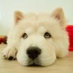 Snow Bear, Chow Chow