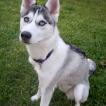 Kairi, Husky Siberiano