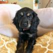 Dixie, Englischer Cocker Spaniel