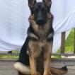 Orion, Berger Allemand