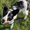 Audie, Border Collie