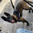 Dante, Pastor Belga Malinois